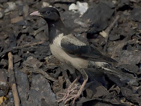 Punakottarainen, Rosy Starling, Sturnus roseus